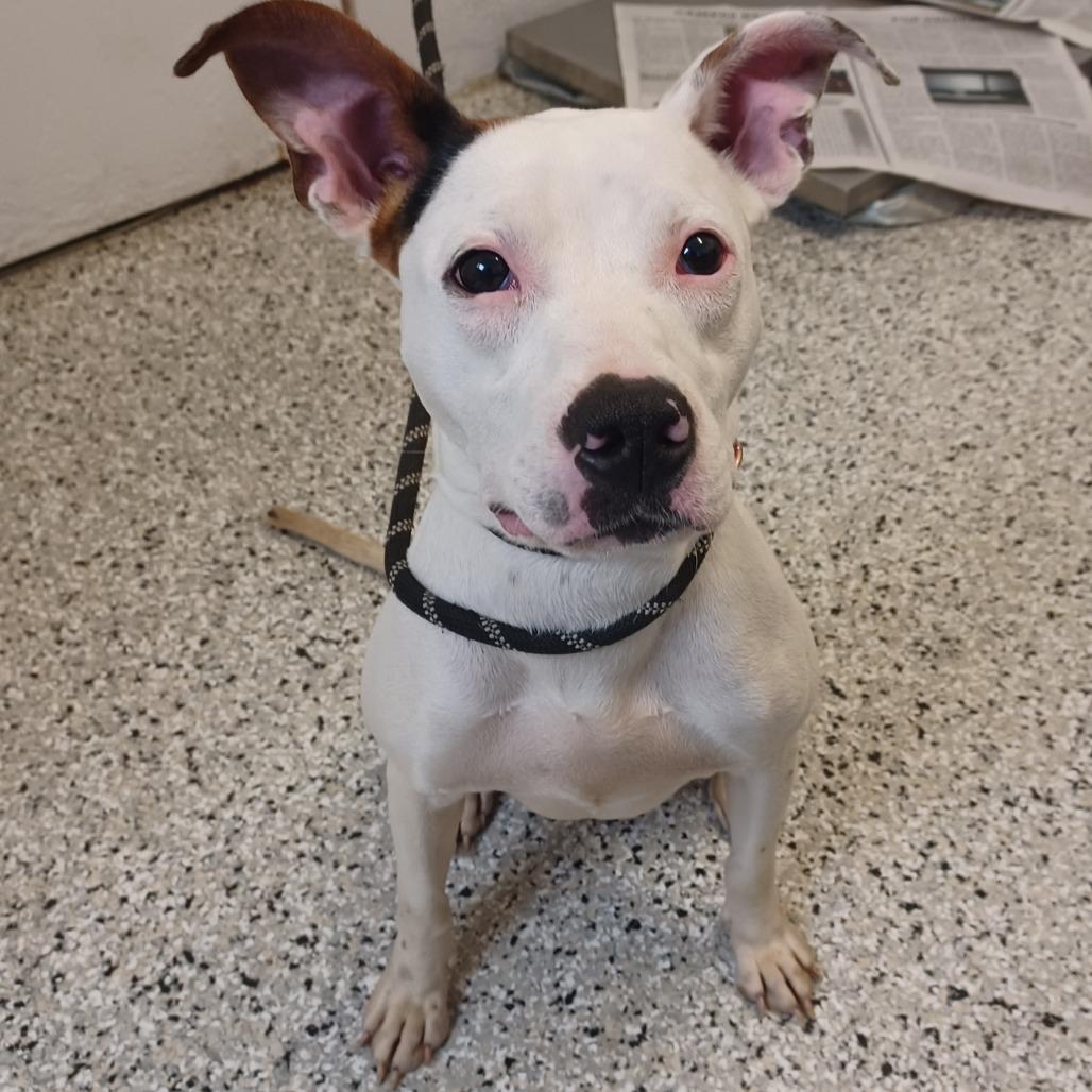 Pearl, Adoptable, Adult Female Terrier & Cattle Dog.