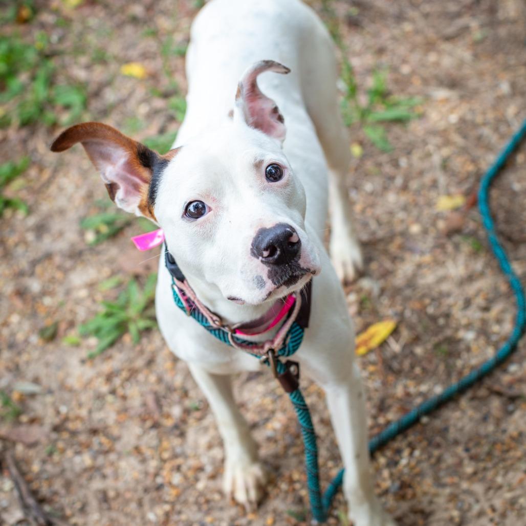 Enlarge Pearl, a Adoptable mixed breed in Hattiesburg, MS image 2/6