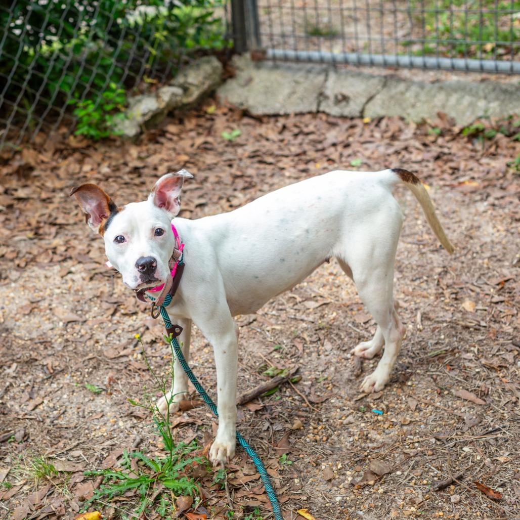 Enlarge Pearl, a Adoptable mixed breed in Hattiesburg, MS image 3/6
