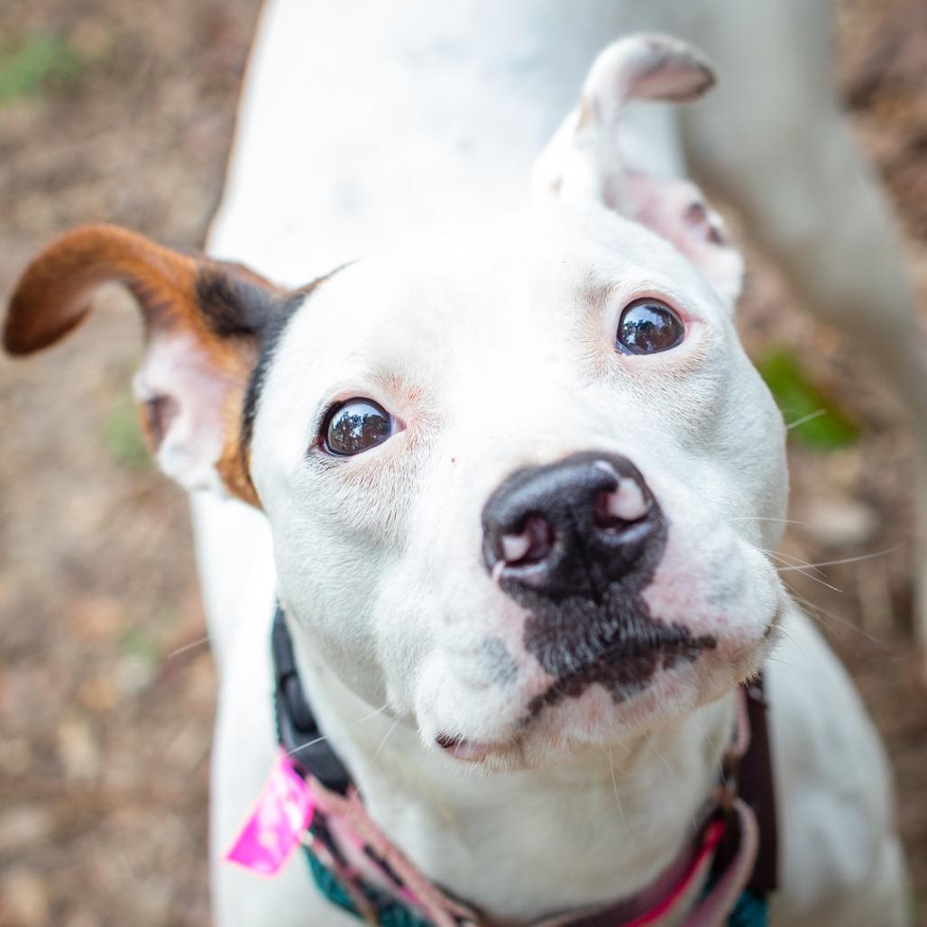 Enlarge Pearl, a Adoptable mixed breed in Hattiesburg, MS image 4/6