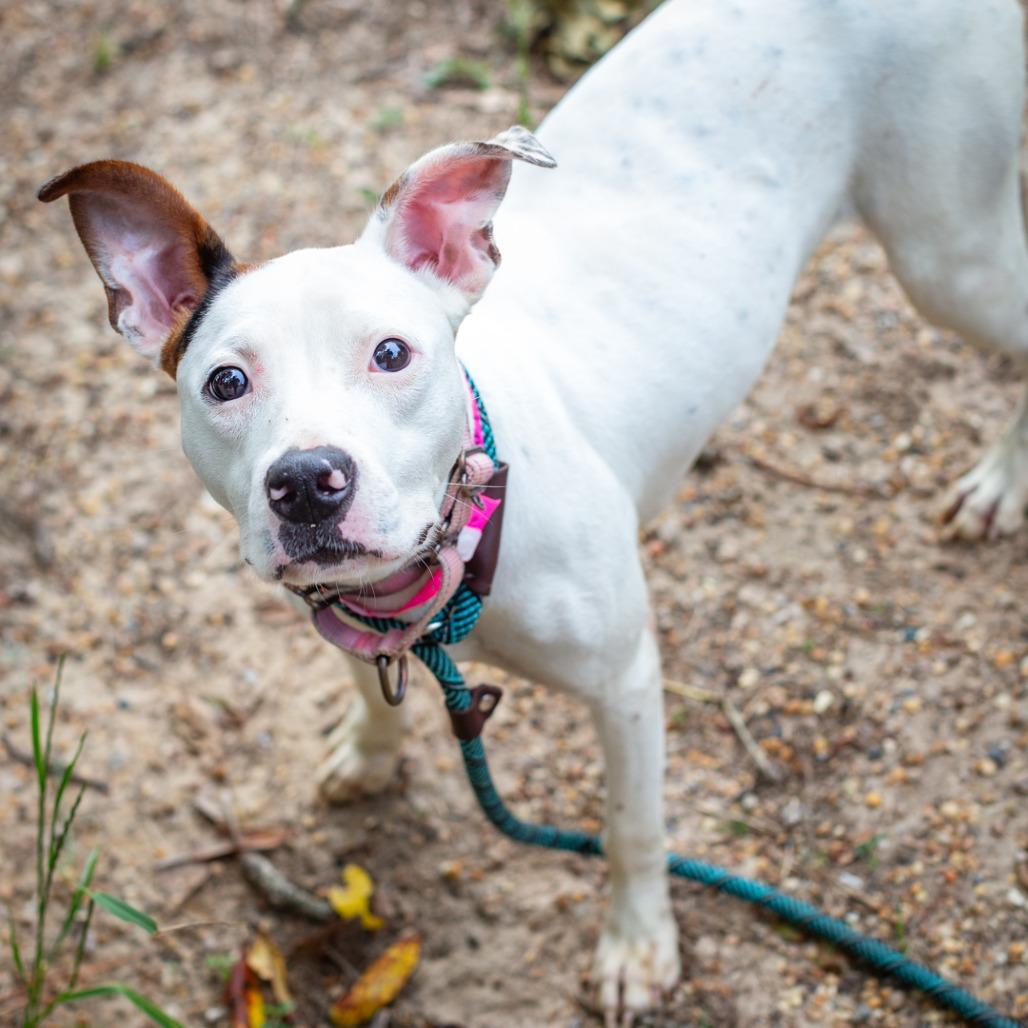 Enlarge Pearl, a Adoptable mixed breed in Hattiesburg, MS image 5/6