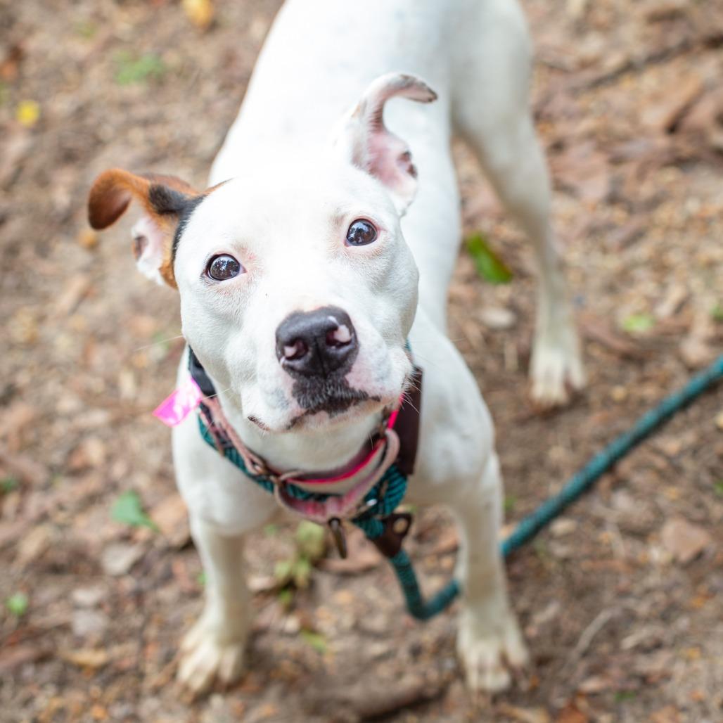 Enlarge Pearl, a Adoptable mixed breed in Hattiesburg, MS image 6/6