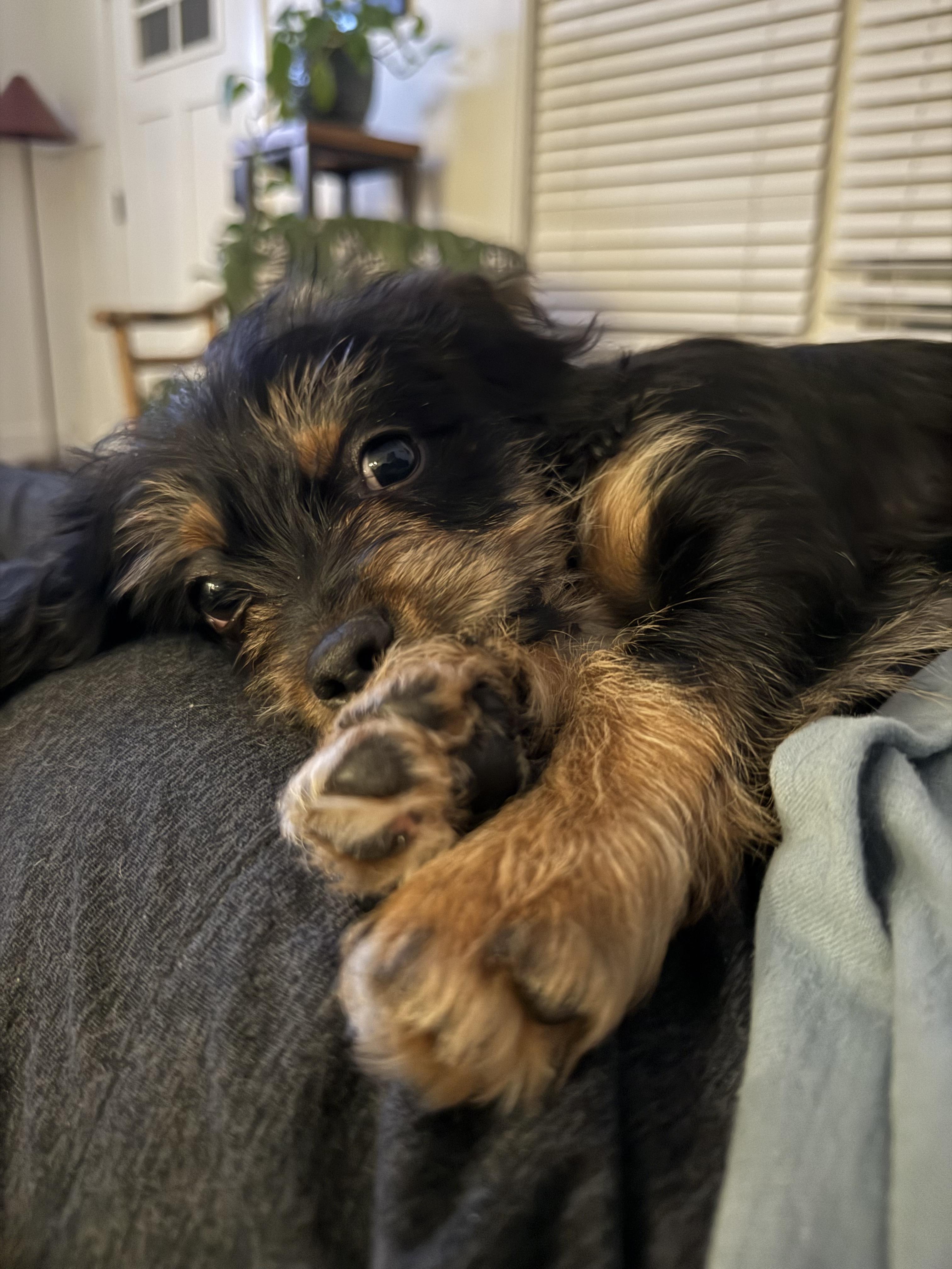 Enlarge Rufus, a Adopted mixed breed in Raleigh, NC image 2/6