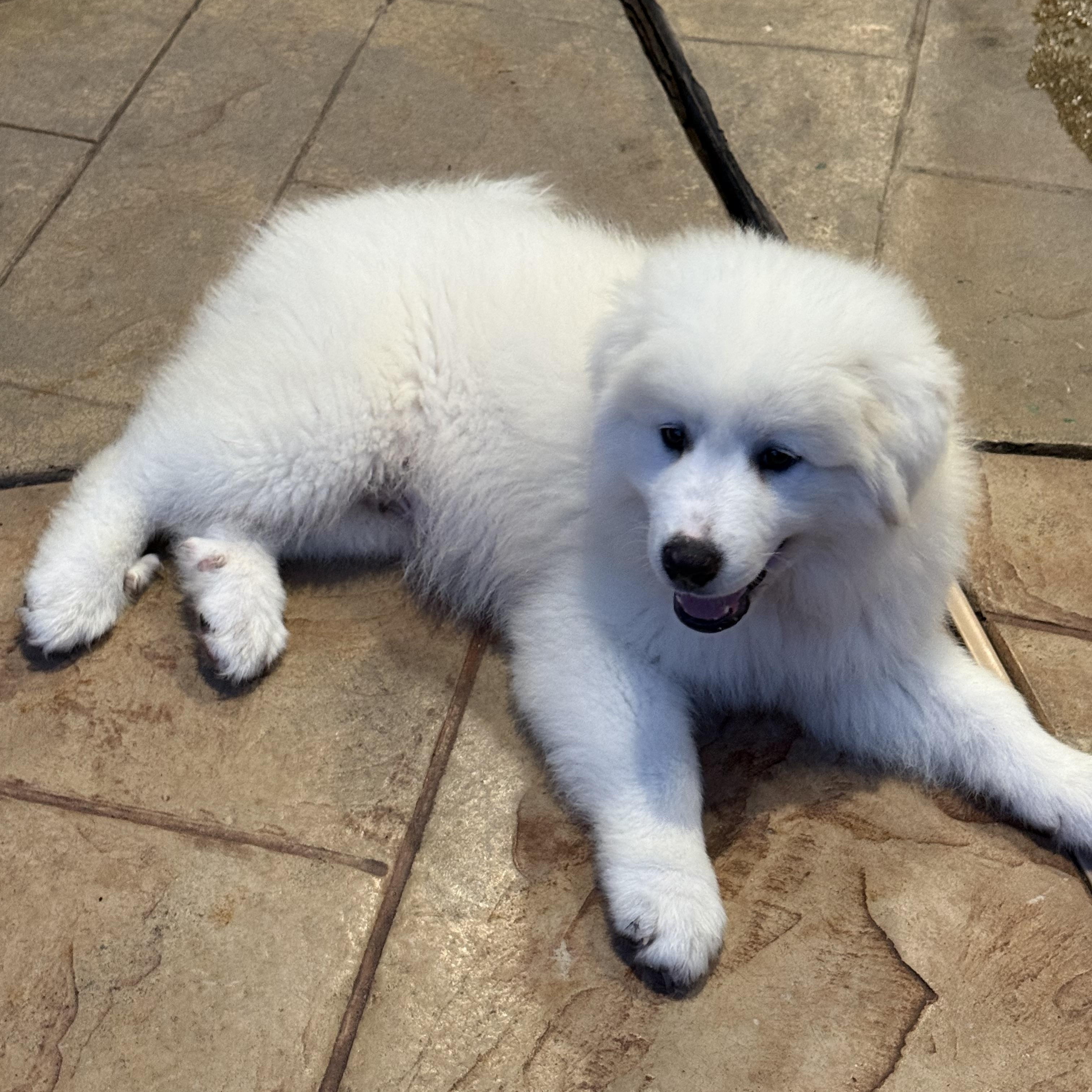 Stanley, an adopted mixed breed in Humble, TX image 3/5