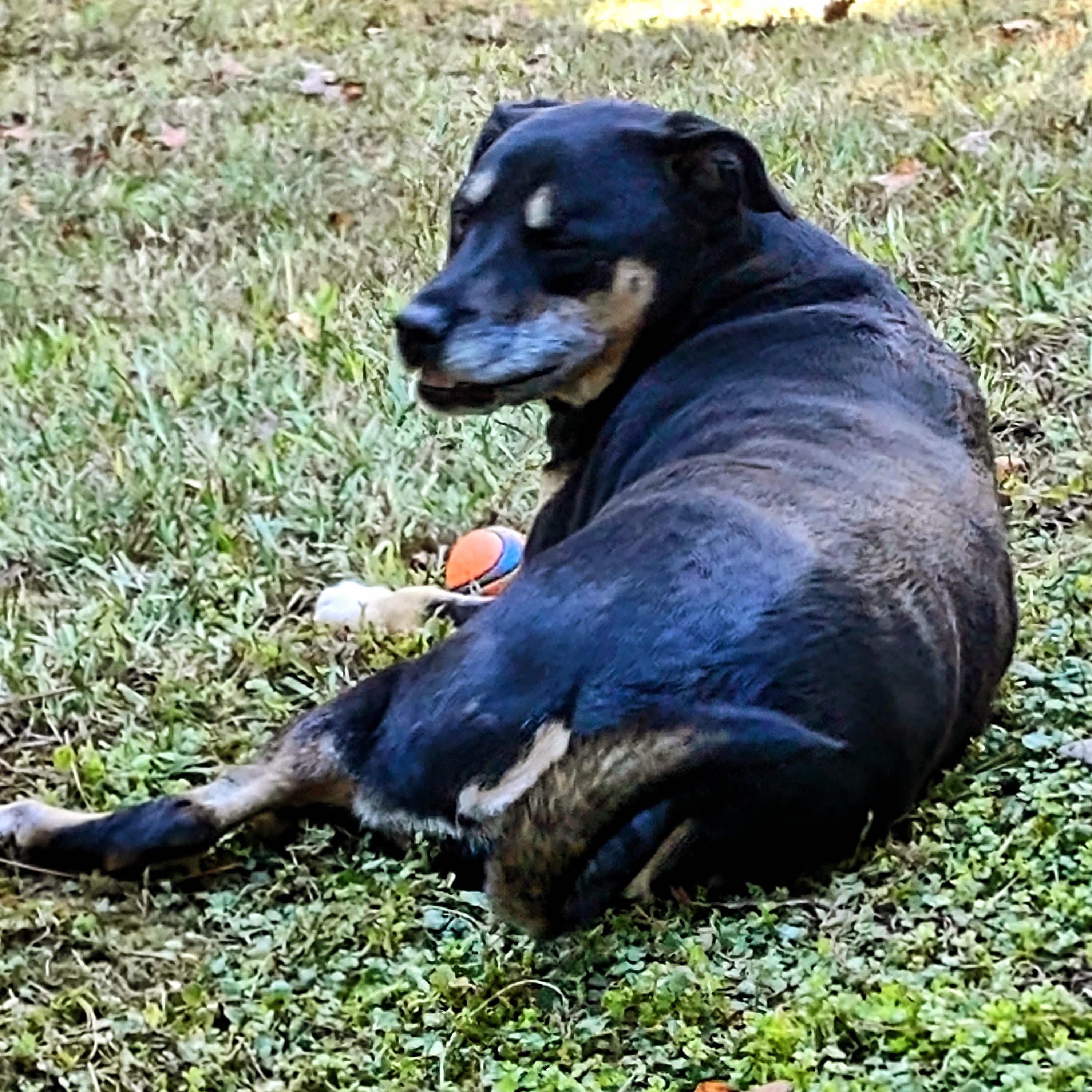 Enlarge Lady Bug, a Adoptable mixed breed in Roswell, GA image 3/3