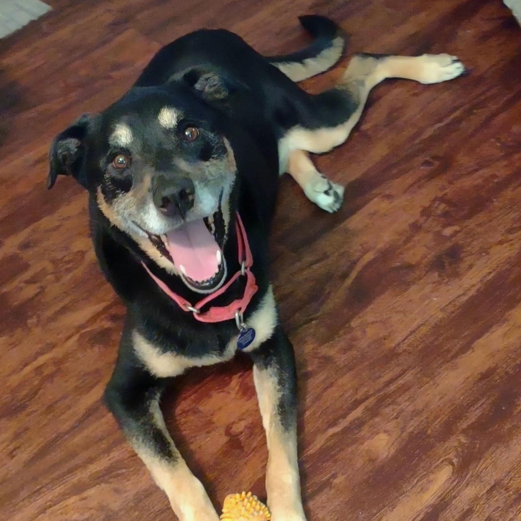 Lady Bug, Adoptable, Senior Female Shepherd.