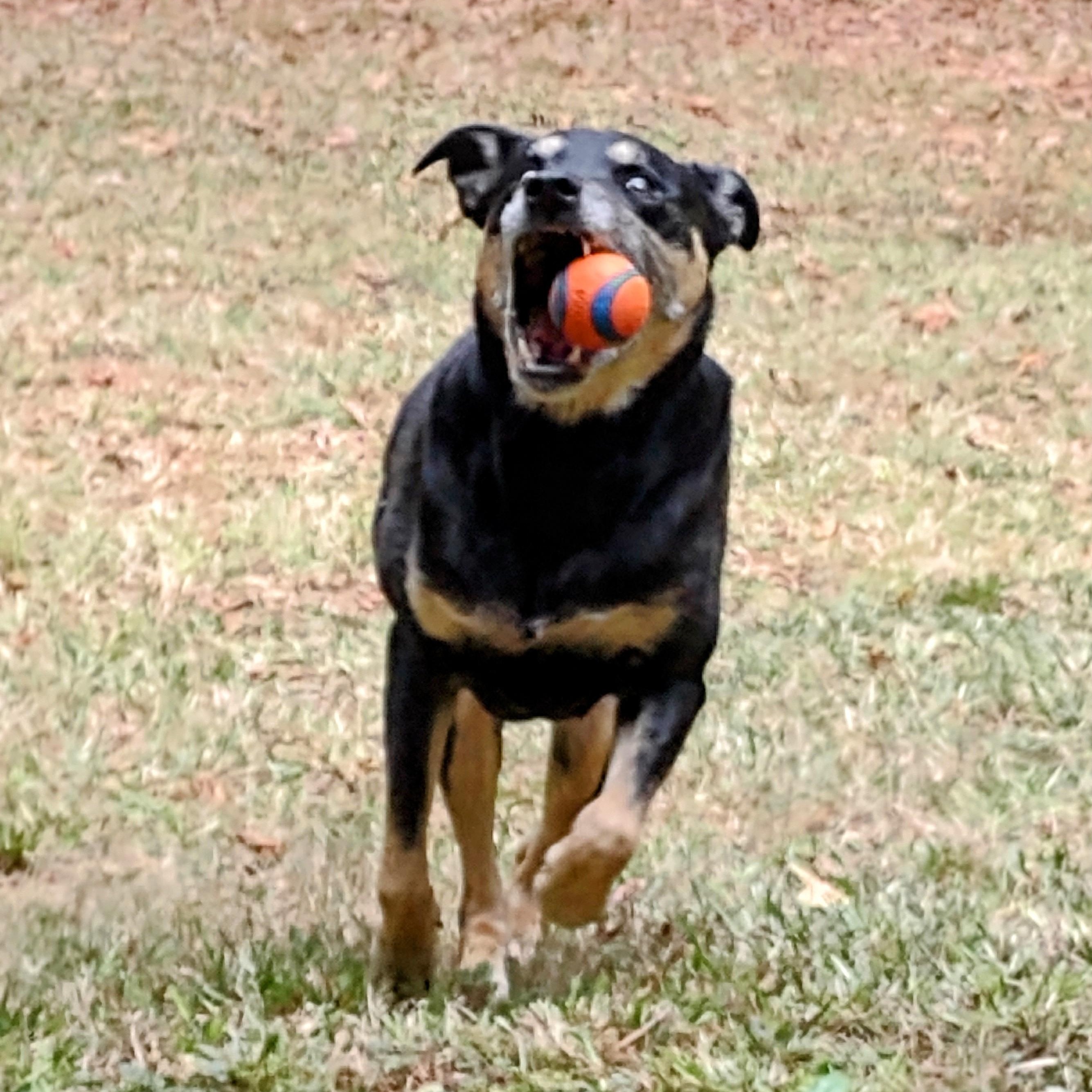 Enlarge Lady Bug, a Adoptable mixed breed in Roswell, GA image 2/3