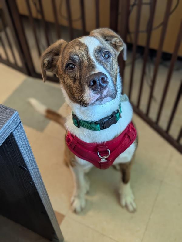 Aiden, Adoptable, Young Male Mixed Breed.