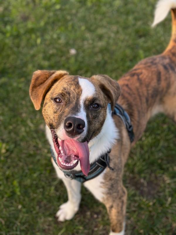 Enlarge Aiden, a Adoptable mixed breed in Santa Rosa, CA image 5/6