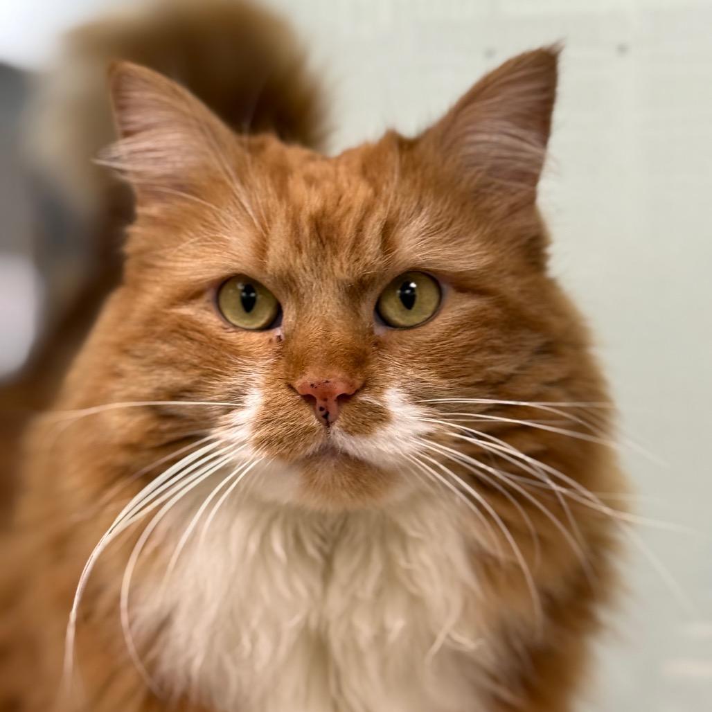 Winnie, Adoptable, Adult Female Domestic Long Hair & Domestic Short Hair.