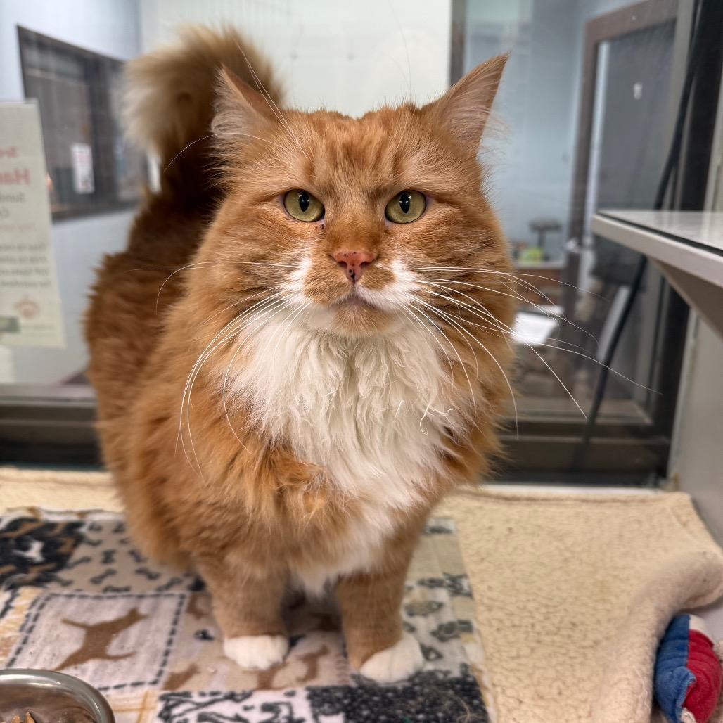 Enlarge Winnie, a Adoptable mixed breed in Durango, CO image 2/4