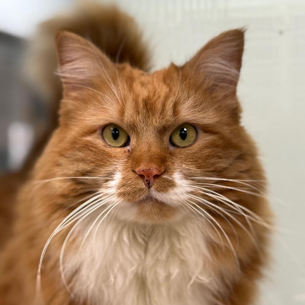 Enlarge Winnie, a Adoptable mixed breed in Durango, CO image 3/4