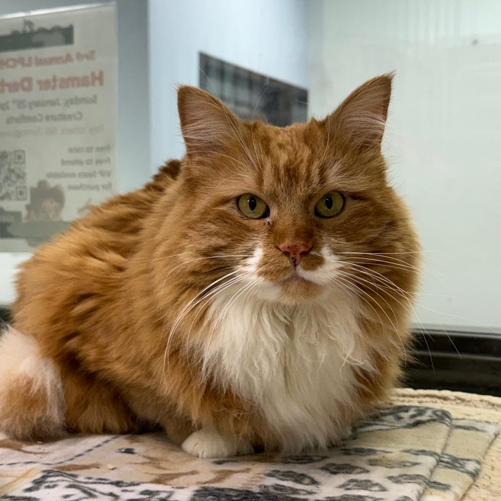 Enlarge Winnie, a Adoptable mixed breed in Durango, CO image 4/4