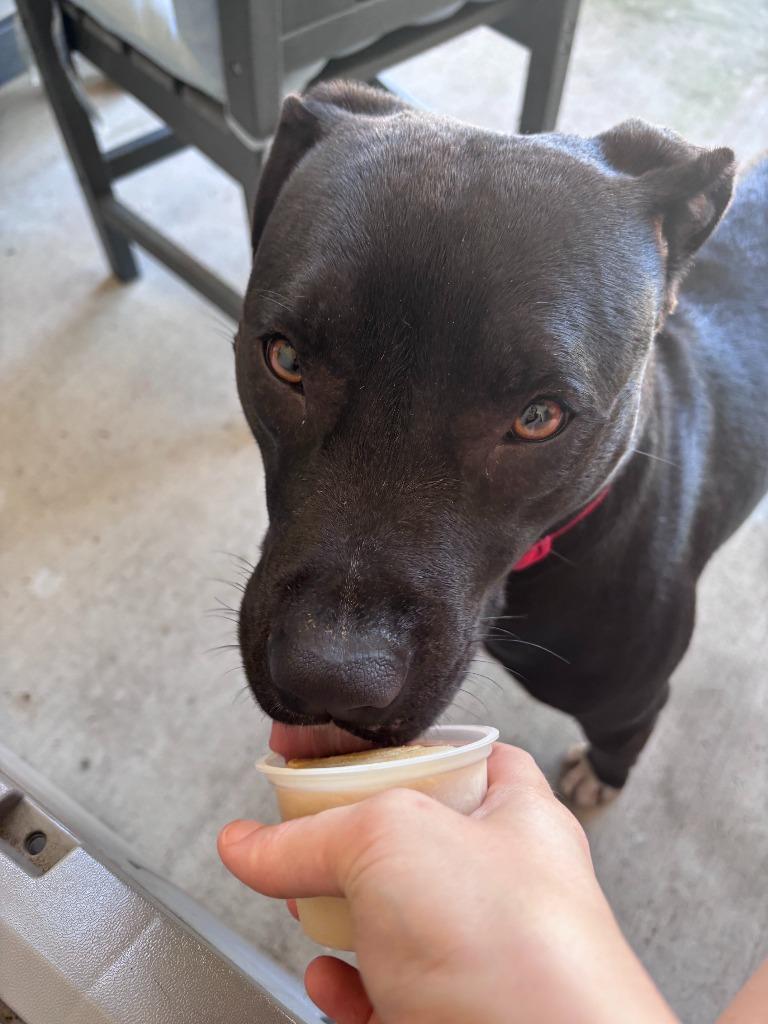 Scudder, Adoptable, Young Male Pit Bull Terrier.