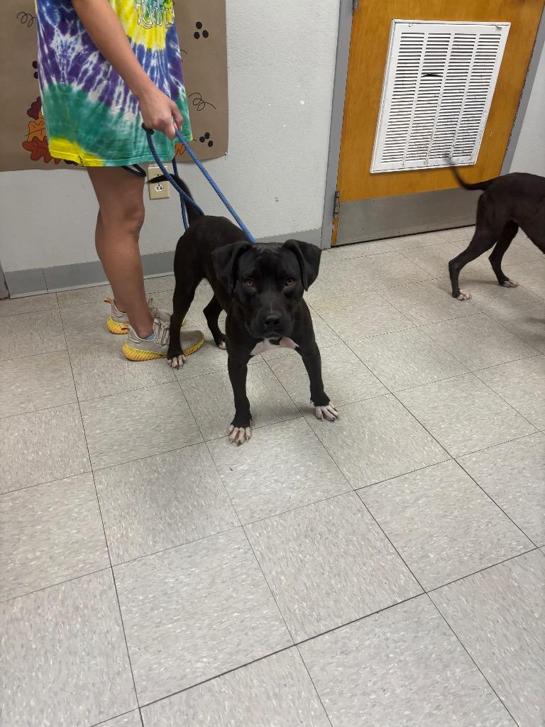 Enlarge Scudder, a Adoptable Pit Bull Terrier in Sorrento, LA image 1/3