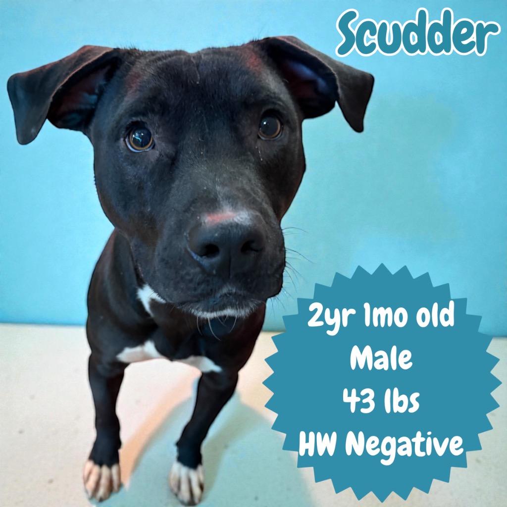 Enlarge Scudder, a Adoptable Pit Bull Terrier in Sorrento, LA image 2/3