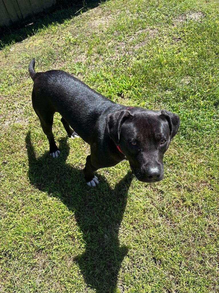 Enlarge Scudder, a Adoptable Pit Bull Terrier in Sorrento, LA image 2/6