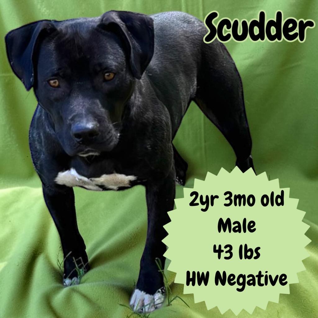 Scudder, Adoptable, Young Male Pit Bull Terrier.