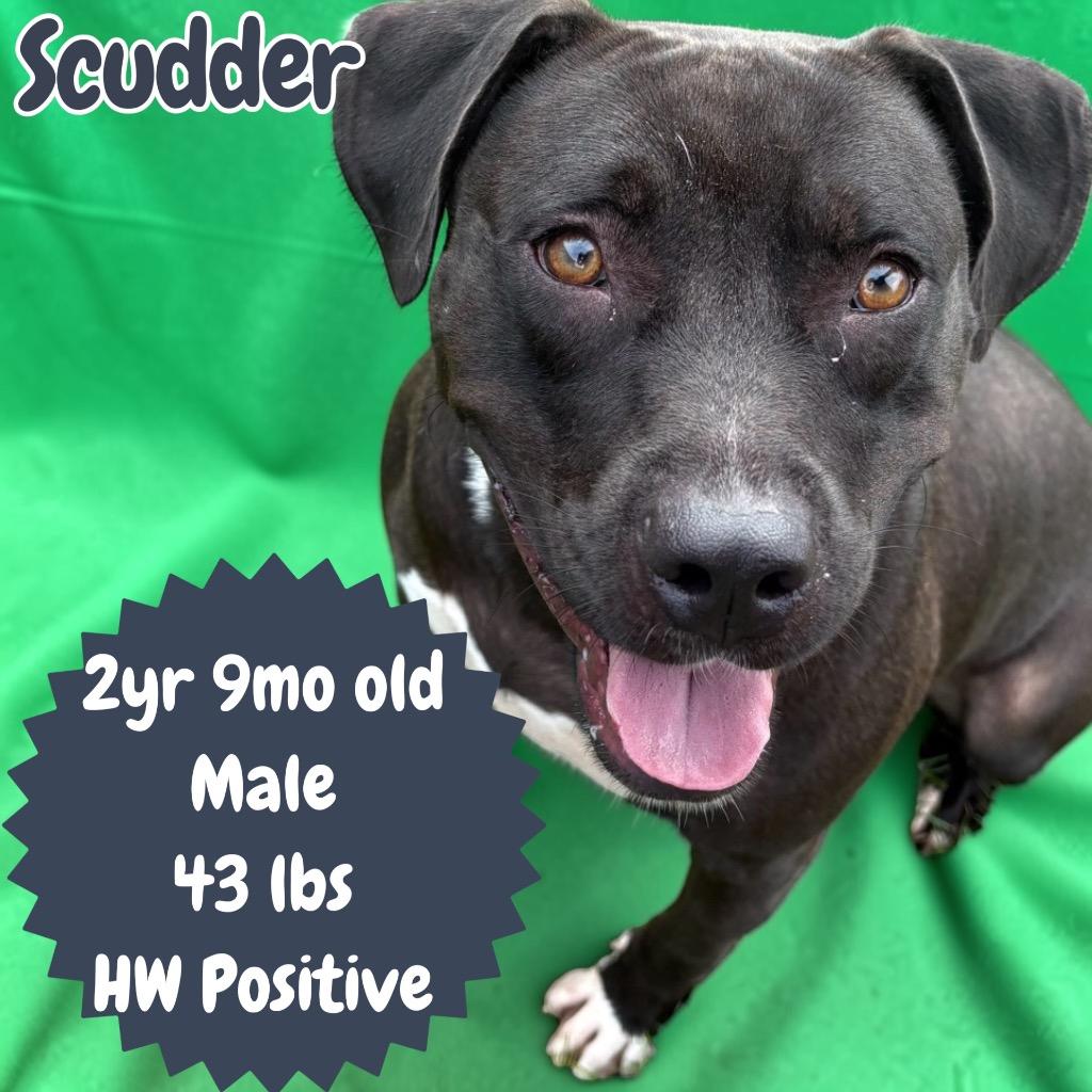 Enlarge Scudder, a Adoptable Pit Bull Terrier in Sorrento, LA image 5/6