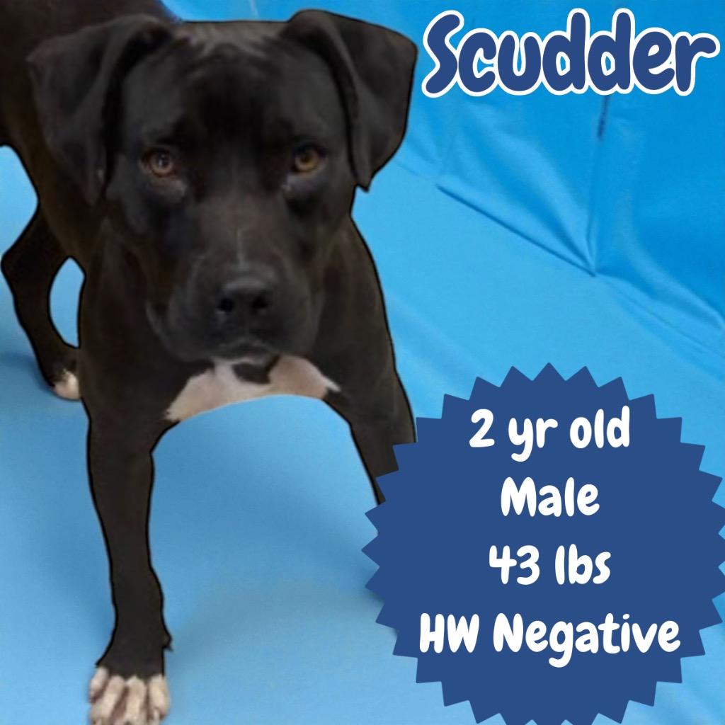 Enlarge Scudder, a Adoptable Pit Bull Terrier in Sorrento, LA image 4/4