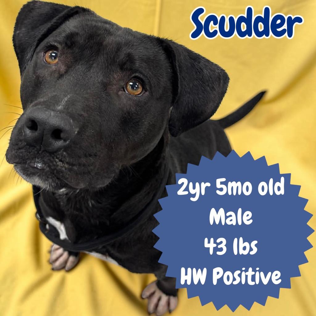 Enlarge Scudder, a Adoptable Pit Bull Terrier in Sorrento, LA image 6/6