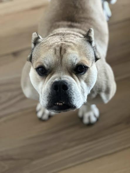 Bella, a Adoptable American Bully in Gulf Breeze, FL image 2/2