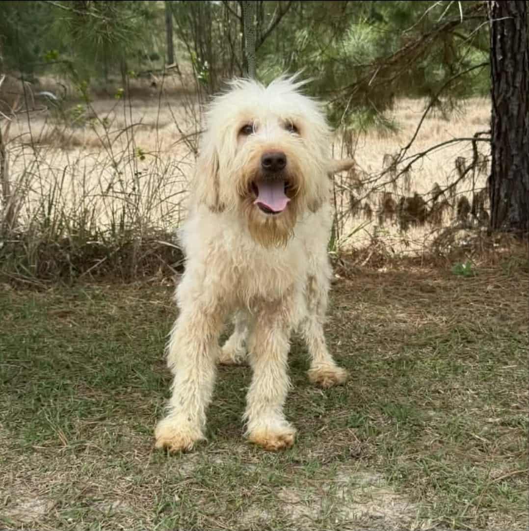 Enlarge Ace, a ADOPTABLE Goldendoodle in Wanaque, NJ image 2/4