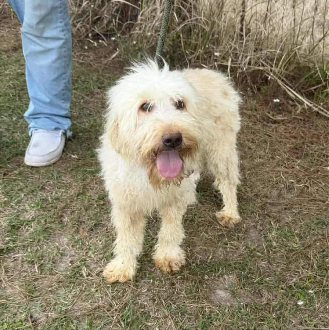 Enlarge Ace, a ADOPTABLE Goldendoodle in Wanaque, NJ image 3/4