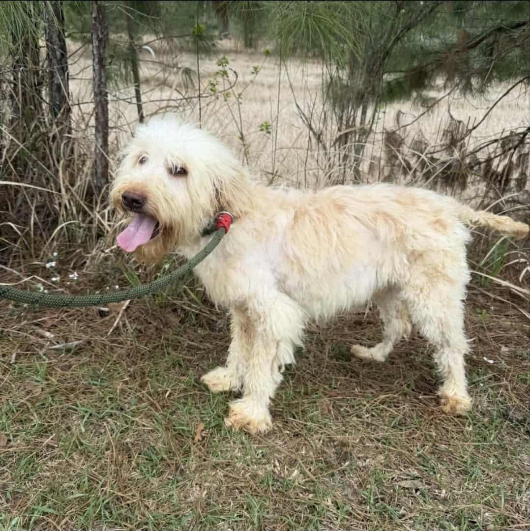 Ace, ADOPTABLE, Young Male Goldendoodle.
