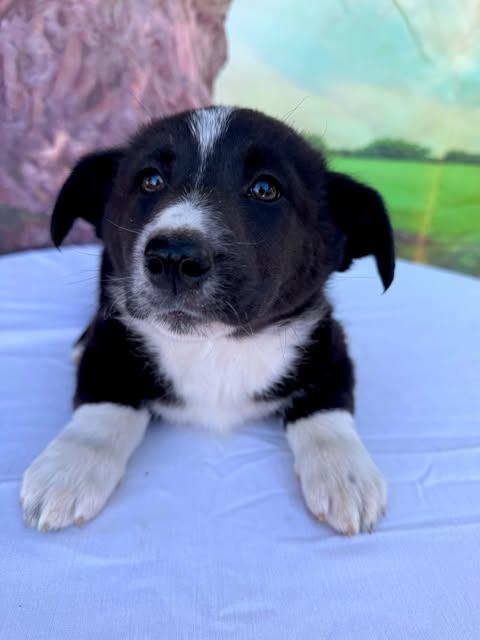 Enlarge Blossom, an adopted mixed breed in Tylertown, MS image 1/1