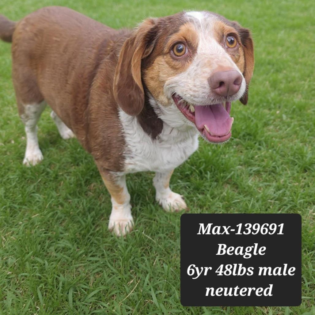 Max, Adoptable, Adult Male Beagle.