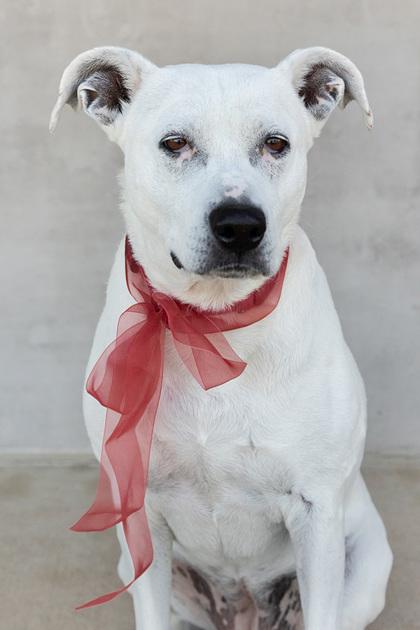 Yoshi, Adoptable, Adult Female Mixed Breed & Mixed Breed.