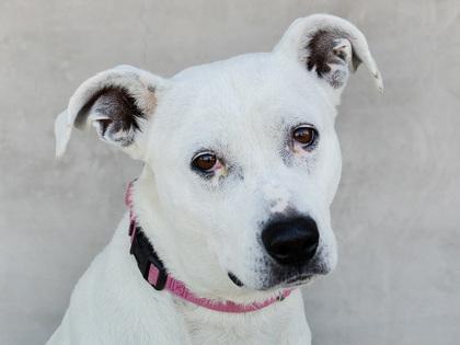 Yoshi, a Adoptable mixed breed in Longmont, CO image 2/2