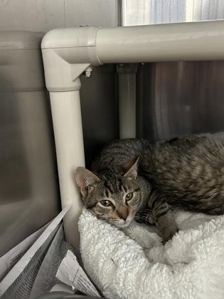 Bobby — thumbnail 2