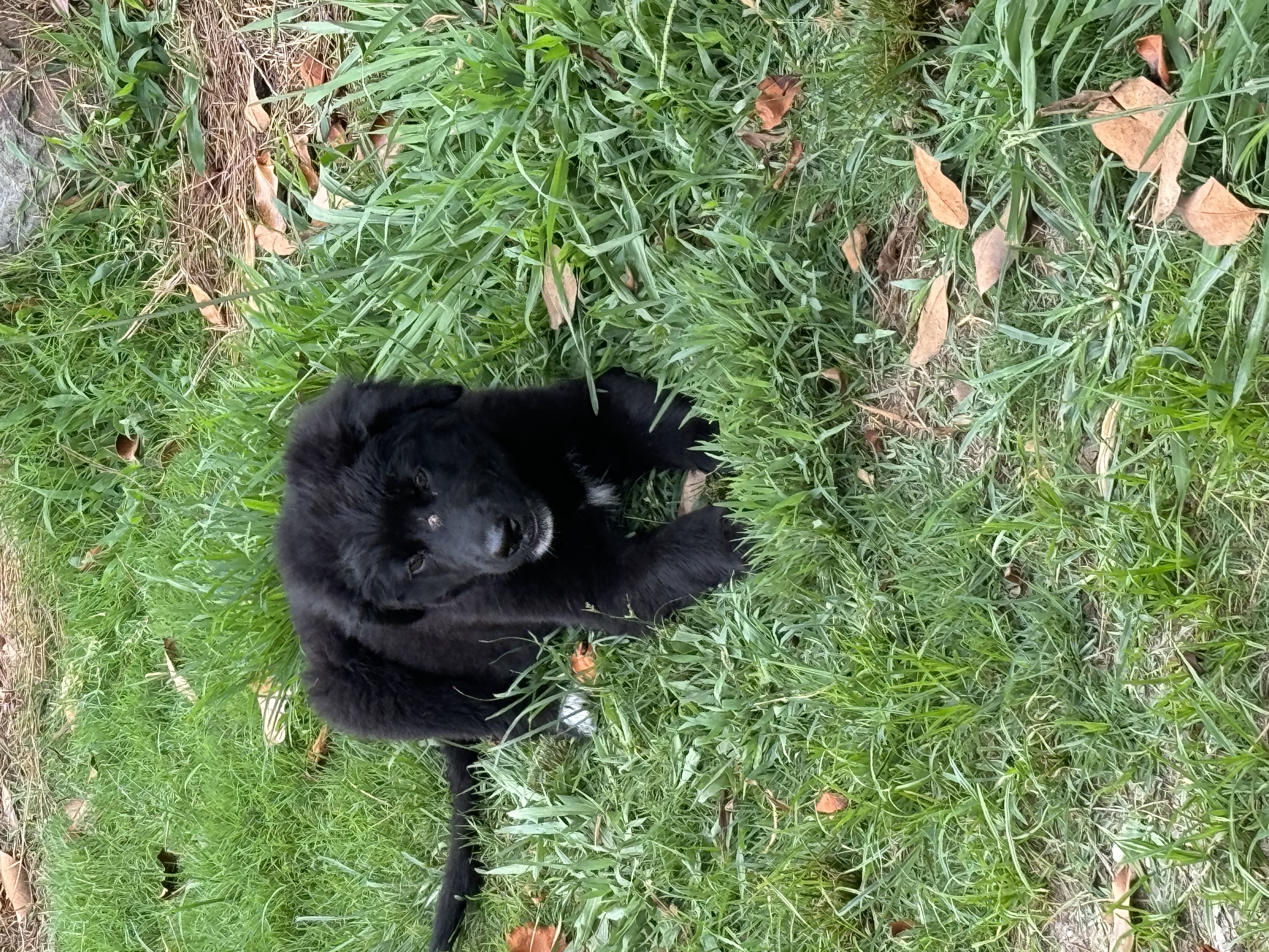 Grace, Baby Male Border Collie