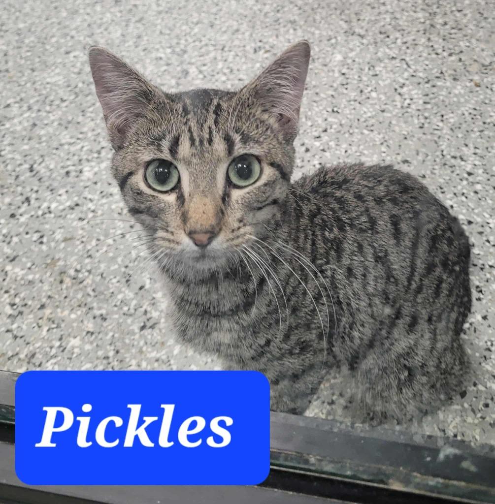 Pickle, a Adoptable mixed breed in Republic, MO image 1/3