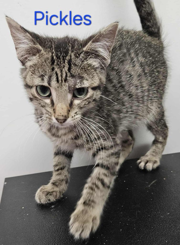 Pickle, a Adoptable mixed breed in Republic, MO image 1/3