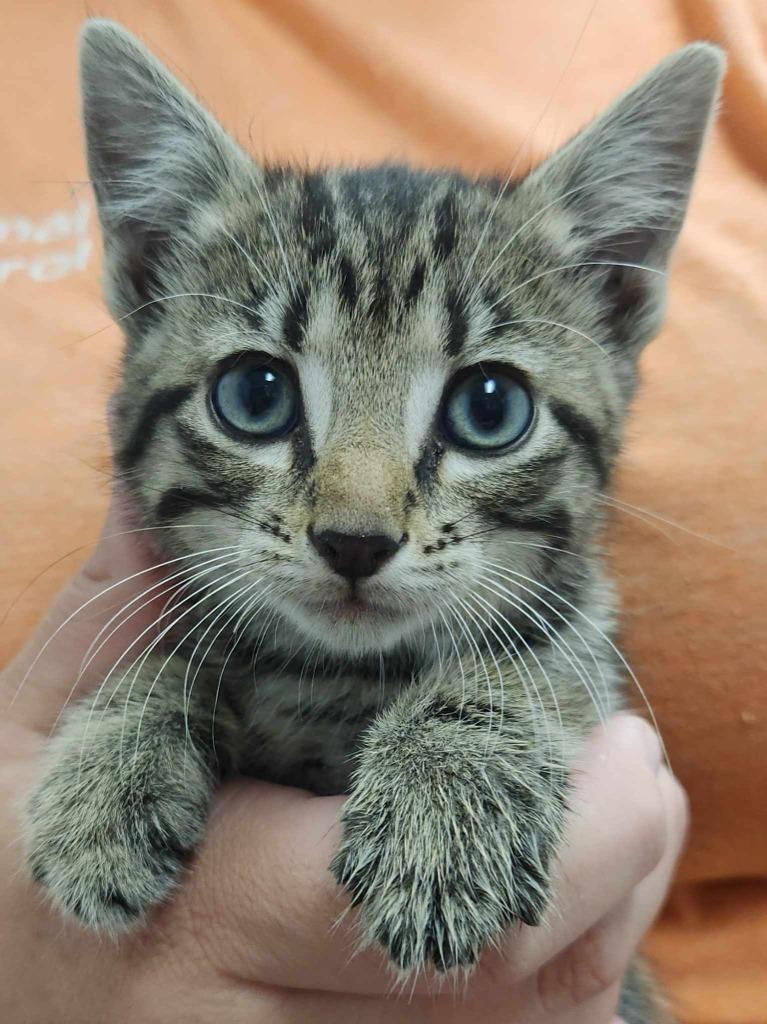 Pickle, a Adoptable mixed breed in Republic, MO image 3/3