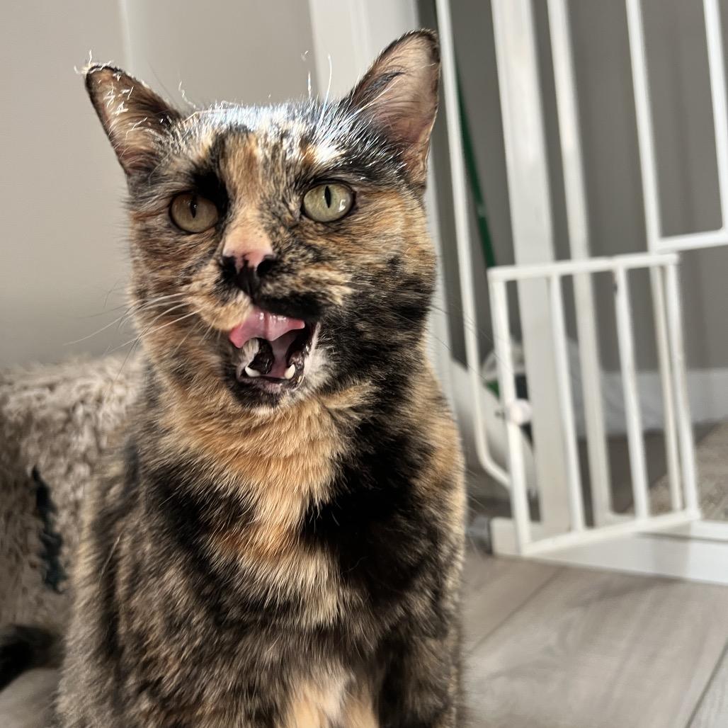 Astrid, Adoptable, Adult Female Domestic Short Hair.