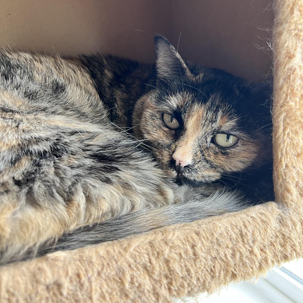 Enlarge Astrid, a Adoptable Domestic Short Hair in Spokane, WA image 1/3