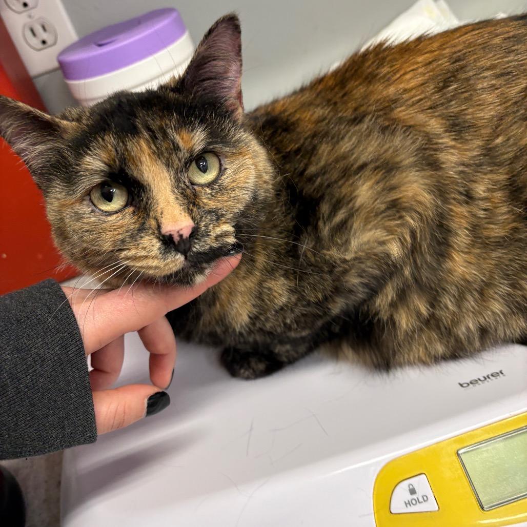 Enlarge Astrid, a Adoptable Domestic Short Hair in Spokane, WA image 2/3