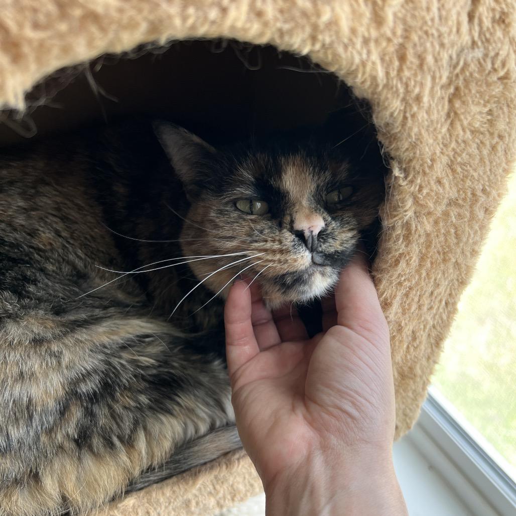 Enlarge Astrid, a Adoptable Domestic Short Hair in Spokane, WA image 3/3