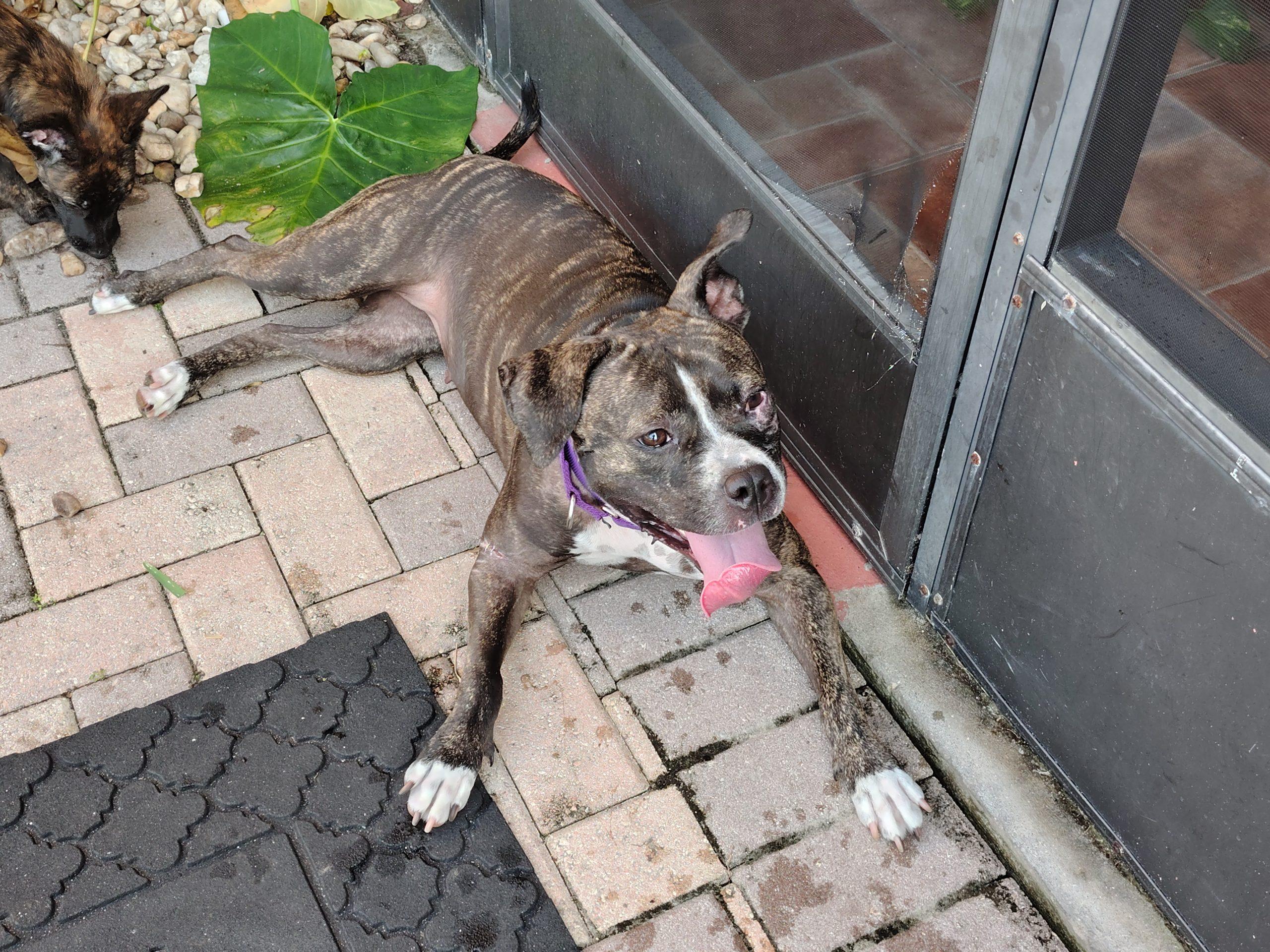 Enlarge Lily, a Adoptable Boxer in Fort Lauderdale, FL image 1/1