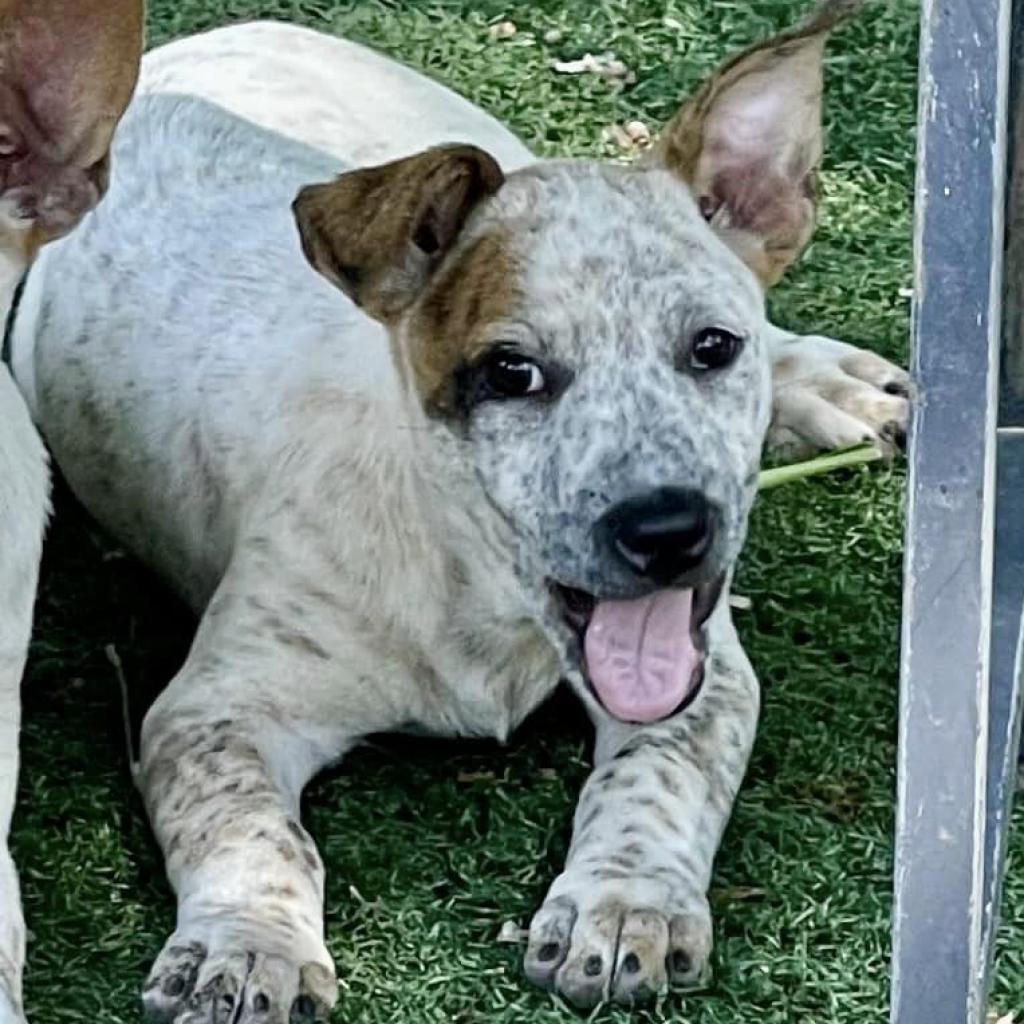 Enlarge Biscuit, a Adoptable mixed breed in Conway, AR image 3/3