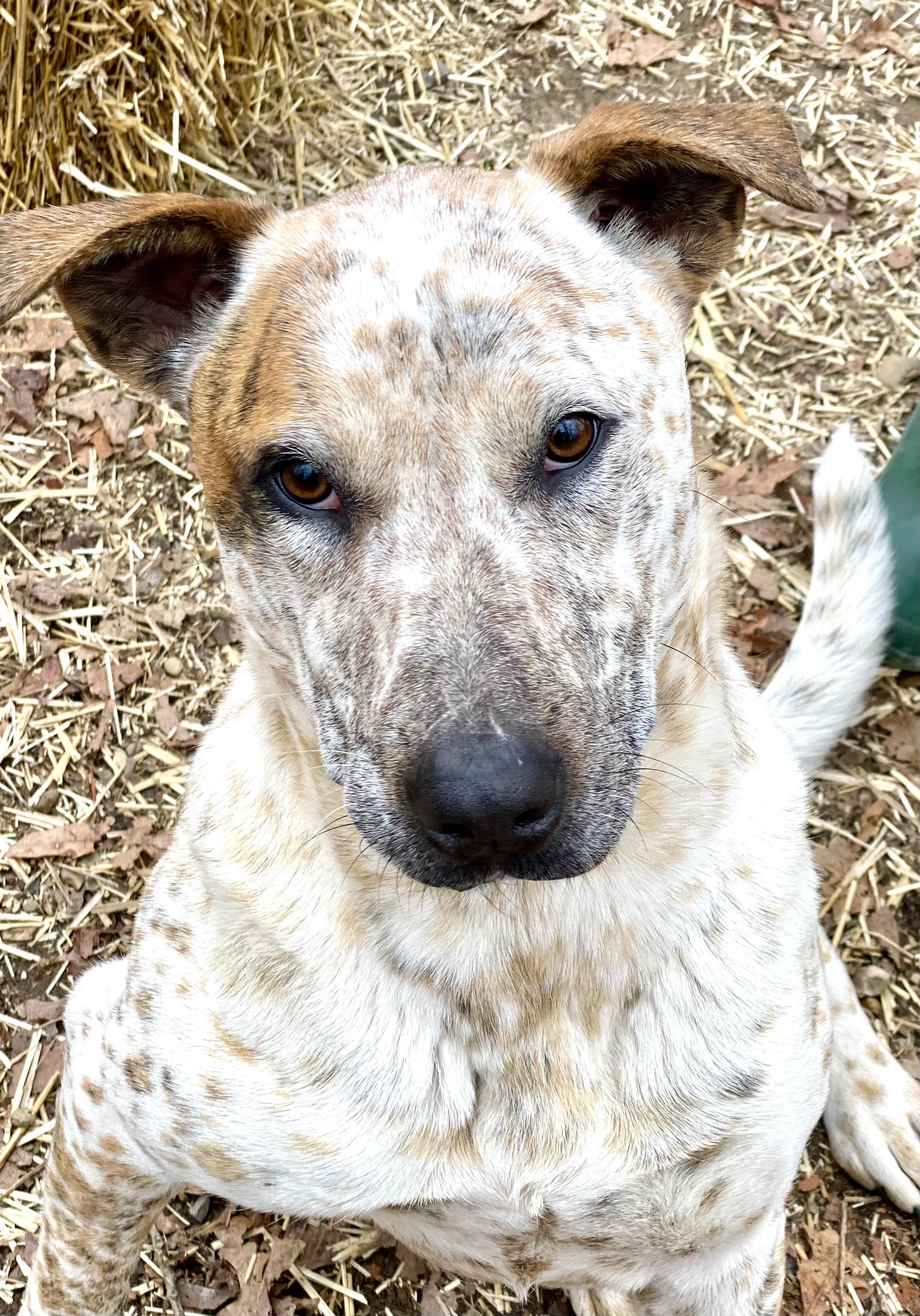 Biscuit