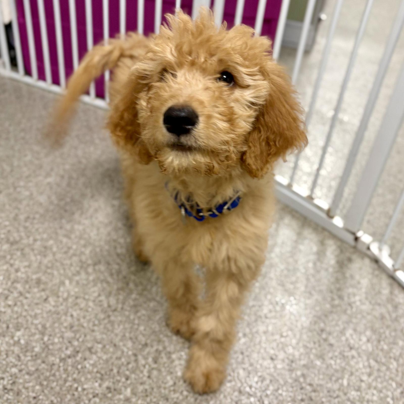 Kimchi, Adopted, Puppy Female Golden Retriever & Standard Poodle.