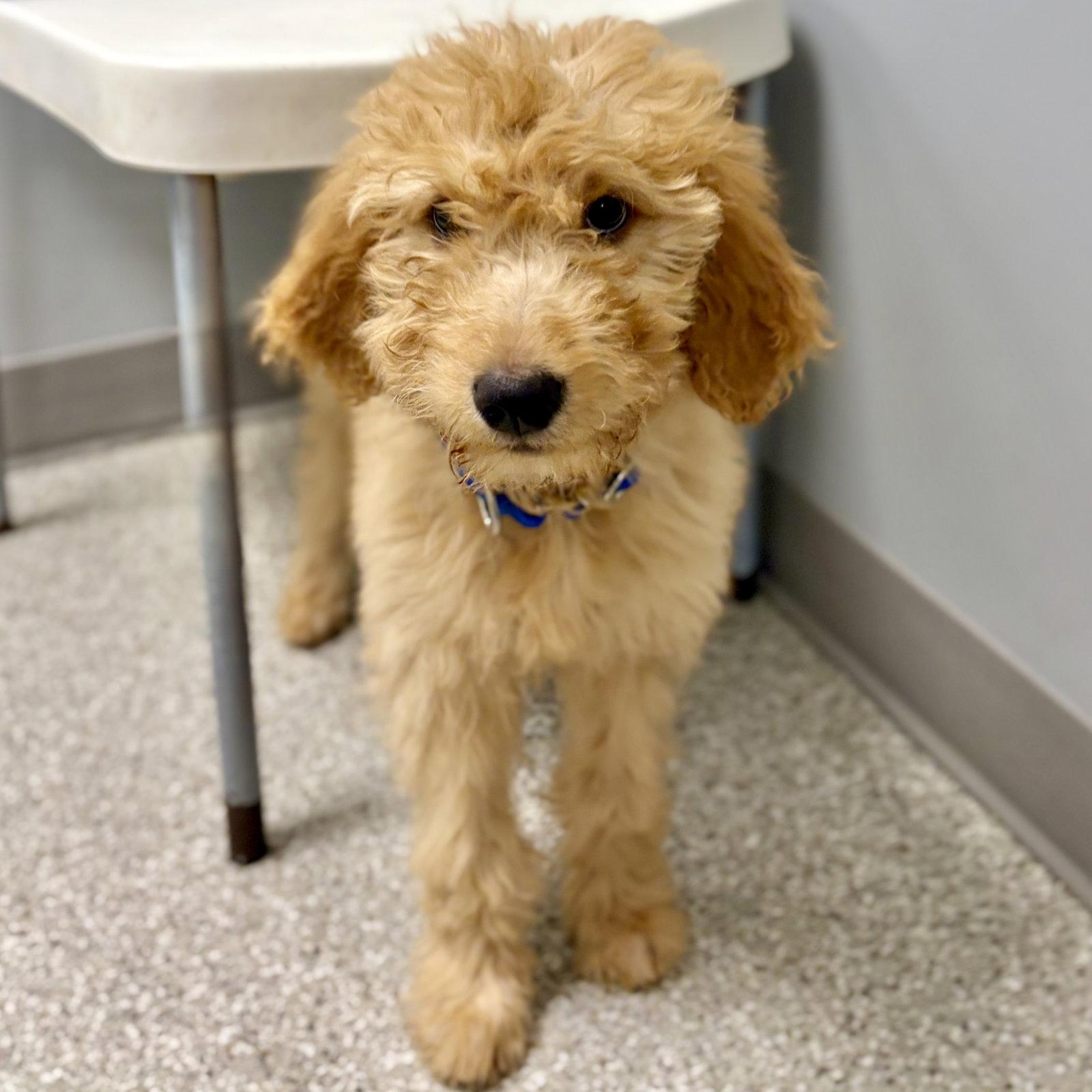 Kimchi, a Adopted mixed breed in Whitehall, PA image 3/3