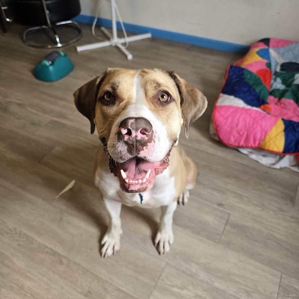 Enlarge Ruth, a Adoptable mixed breed in Chicago, IL image 1/6