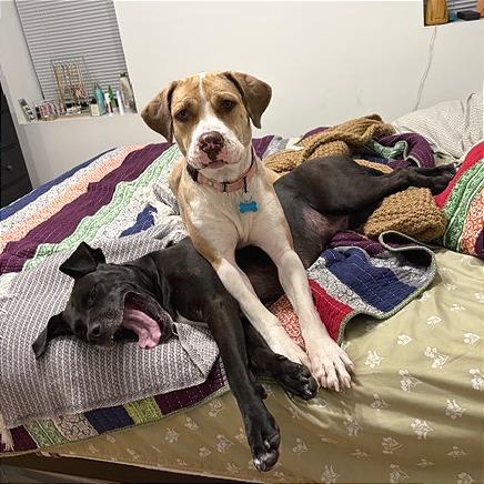 Enlarge Ruth, a Adoptable mixed breed in Chicago, IL image 3/6