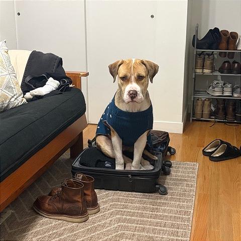 Enlarge Ruth, a Adoptable mixed breed in Chicago, IL image 5/6